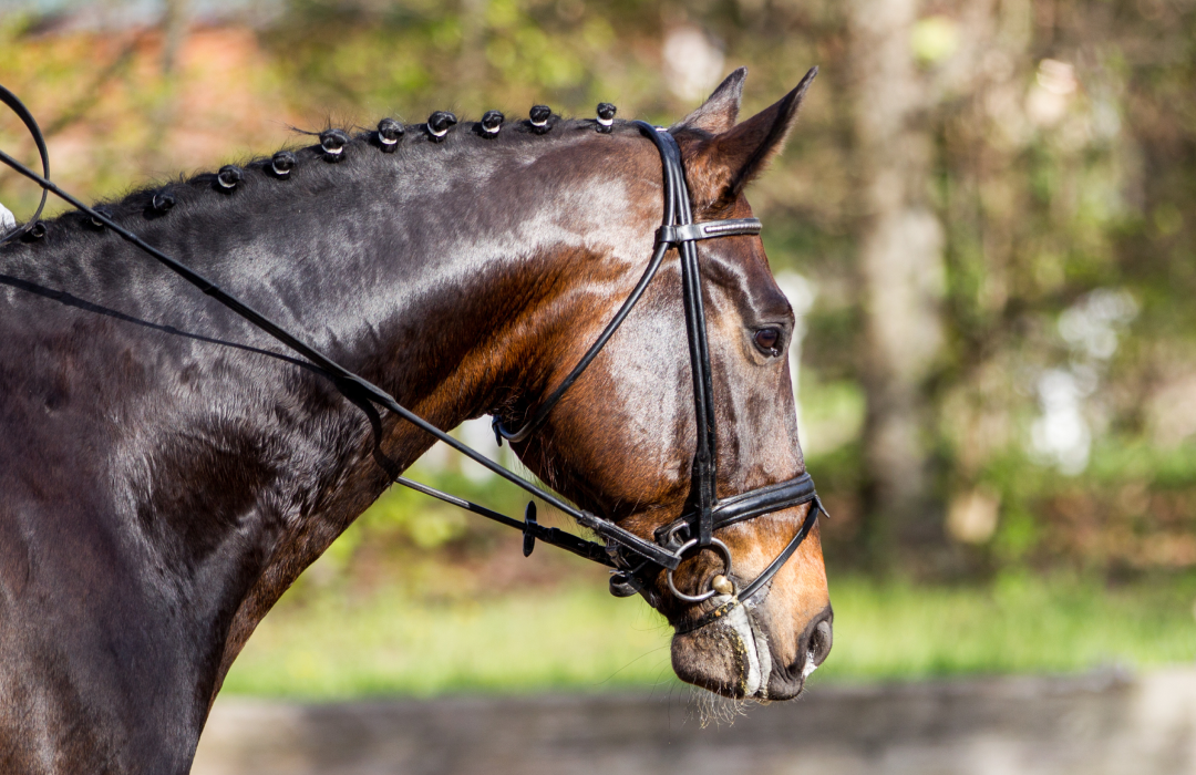 The Importance of Electrolytes For Your Horse