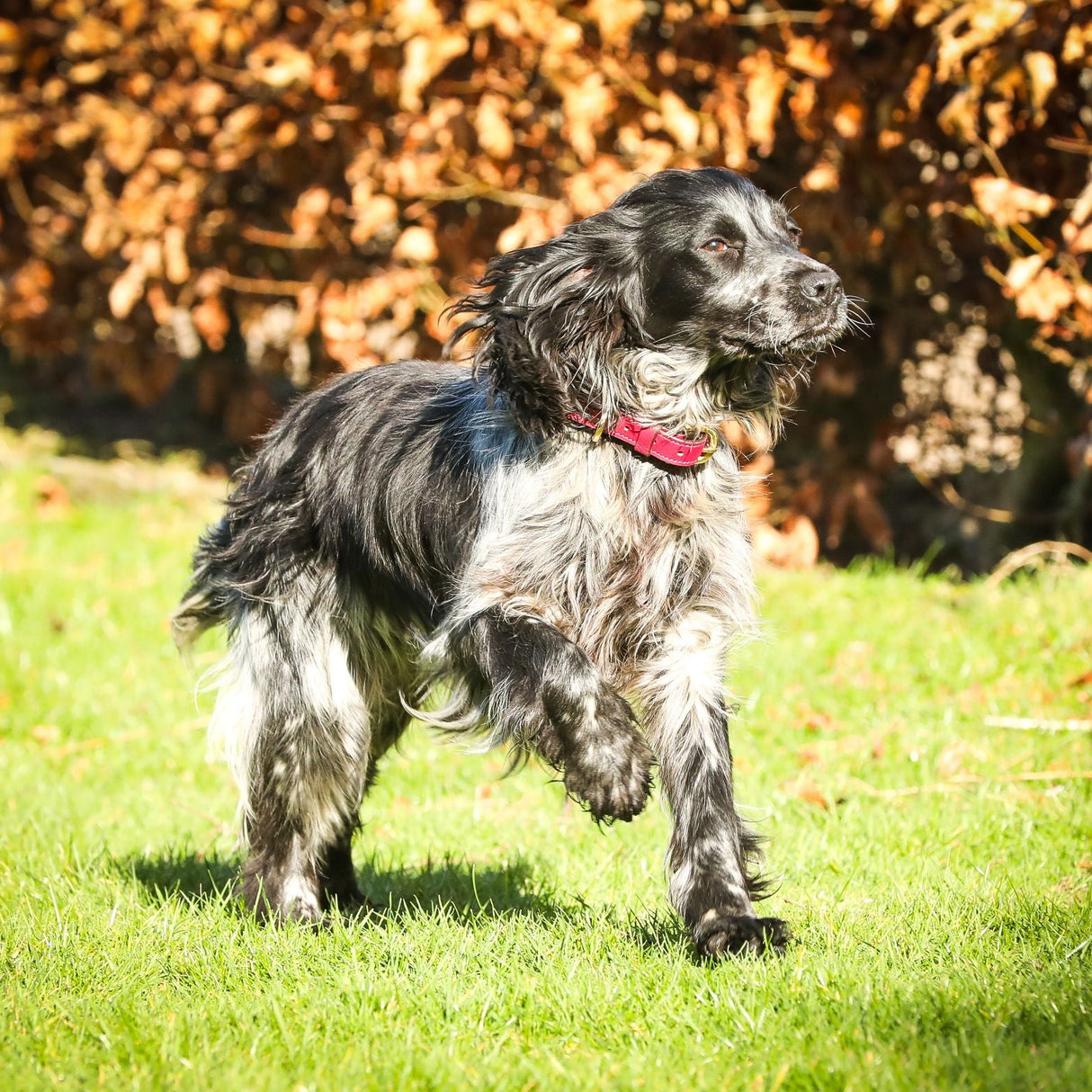 Mackey Padded Leather Dog Collar #colour_mulberry-brown