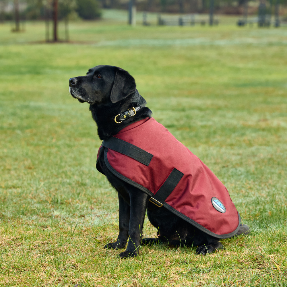 Weatherbeeta Comfitec Classic Waterproof Dog Coat #colour_burgundy