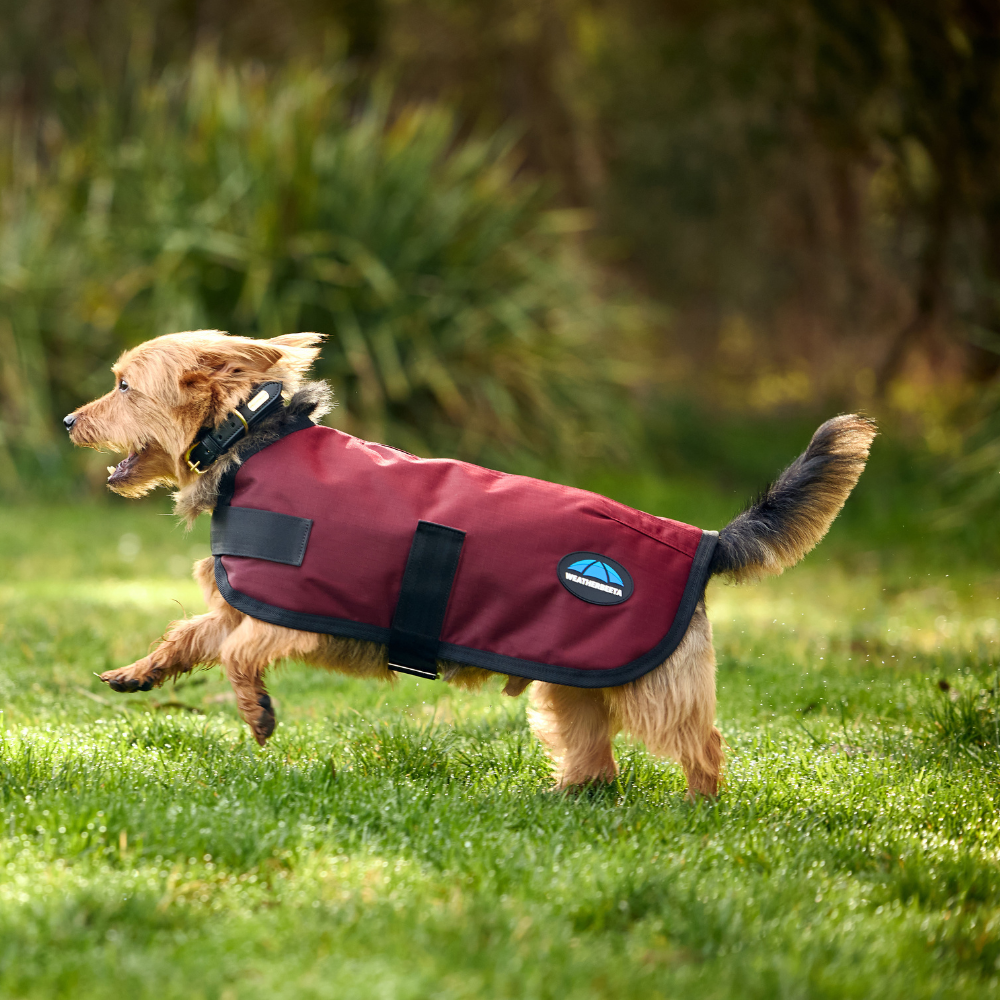 Weatherbeeta Comfitec Classic Waterproof Dog Coat #colour_burgundy