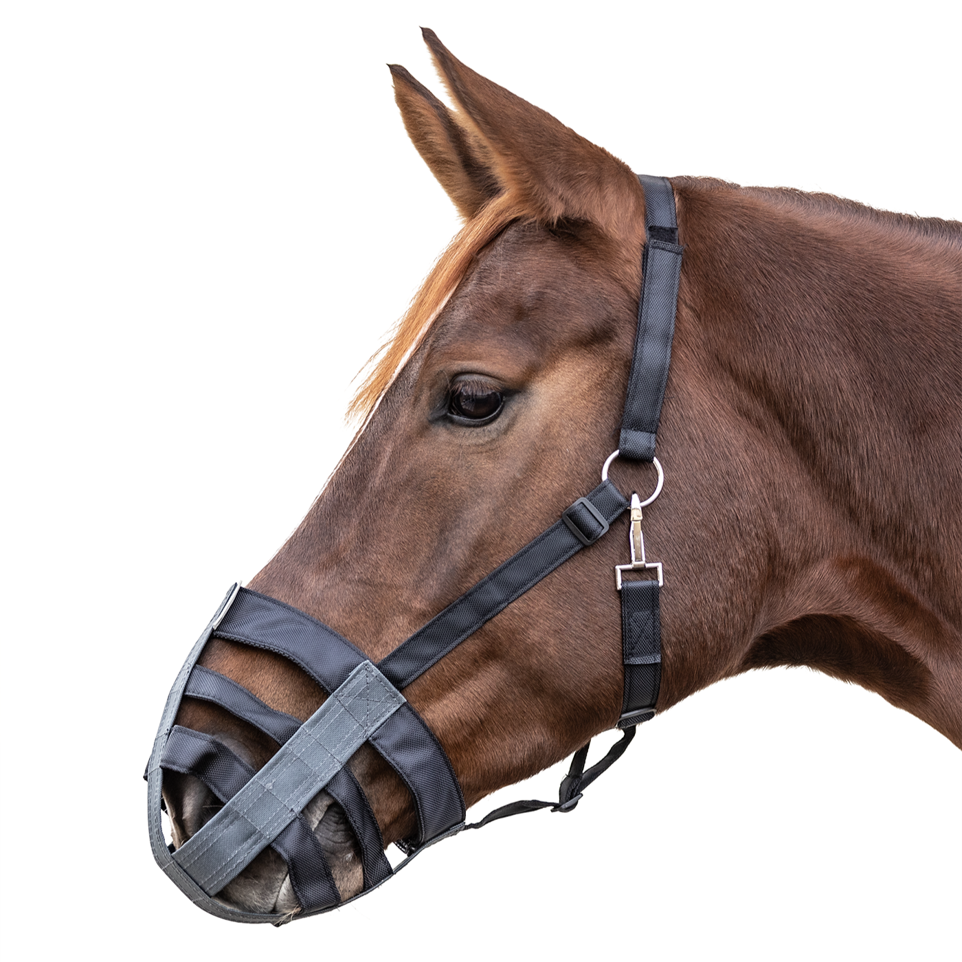 Waldhausen Muzzle #colour_black