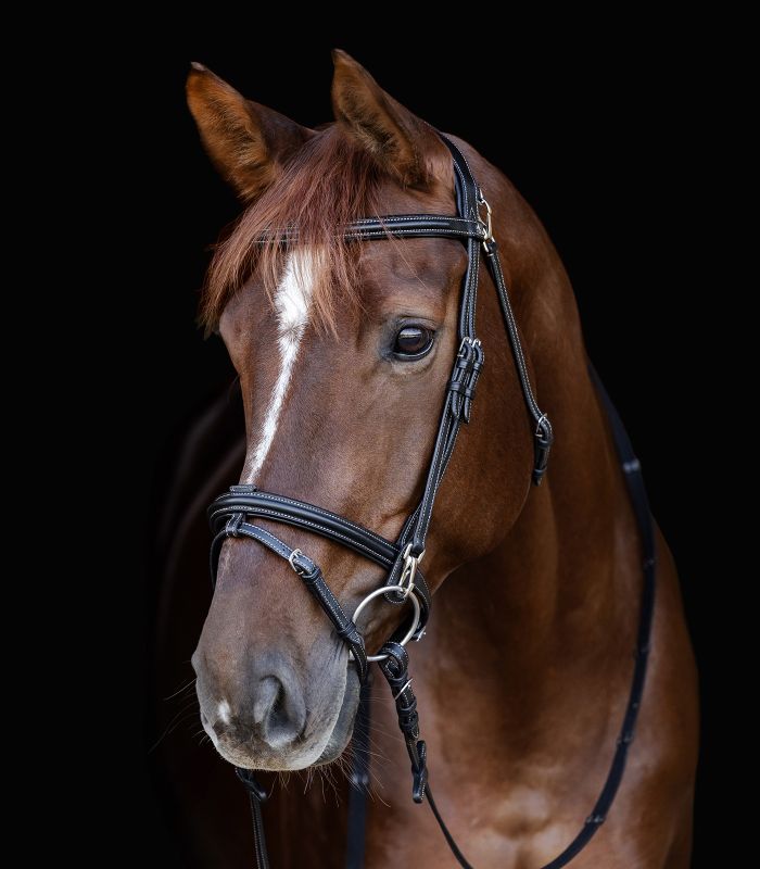 Waldhausen X-Line Bridle Work #colour_black
