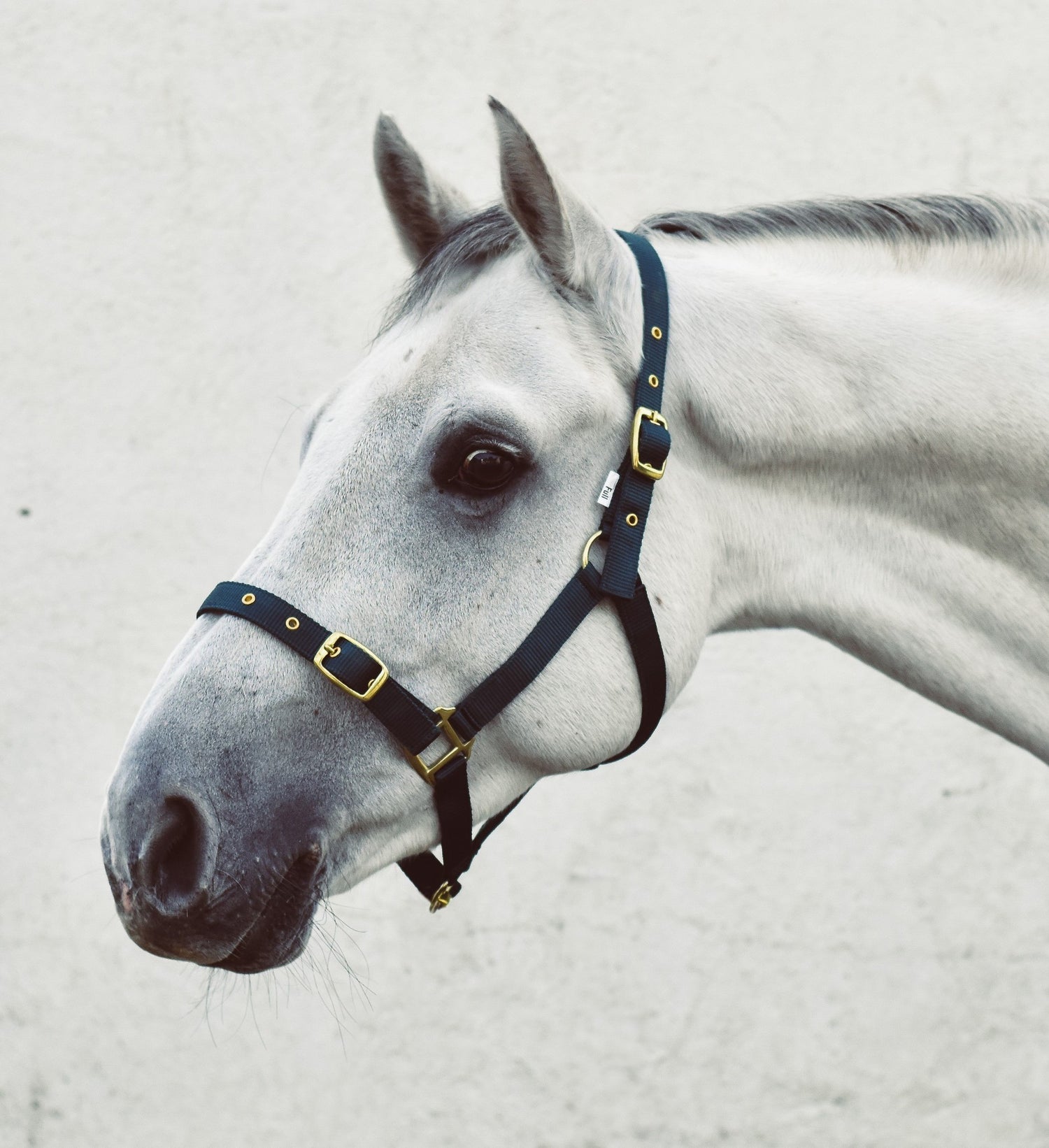 Mackey Economy Webbing Headcollar #colour_green