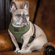 Shires Digby & Fox Tweed Dog Harness #colour_red-yellow-blue-check