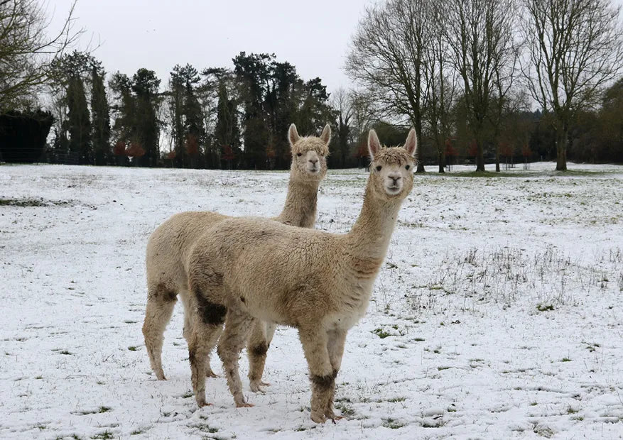Kevin Milner Christmas Cards #style_alpacas-in-the-snow