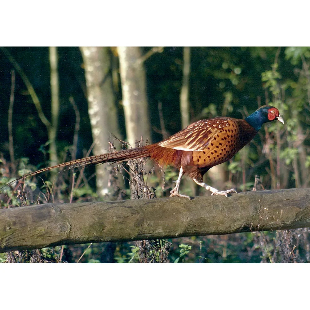 Kevin Milner Countryside Cards #style_pheasant