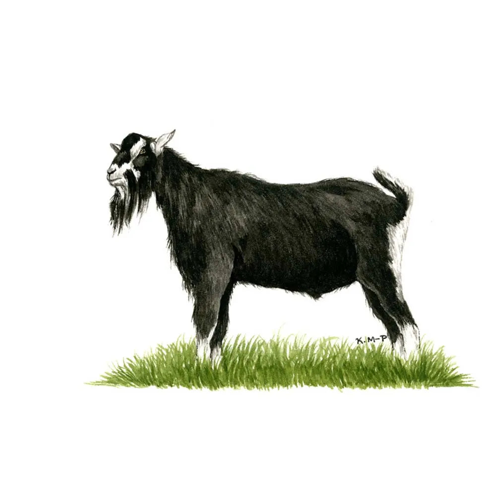 Kevin Milner Countryside Cards #style_british-alpine-goat