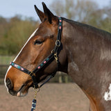 Gallop Premium Padded Leather Headcollar #colour_pink-aqua
