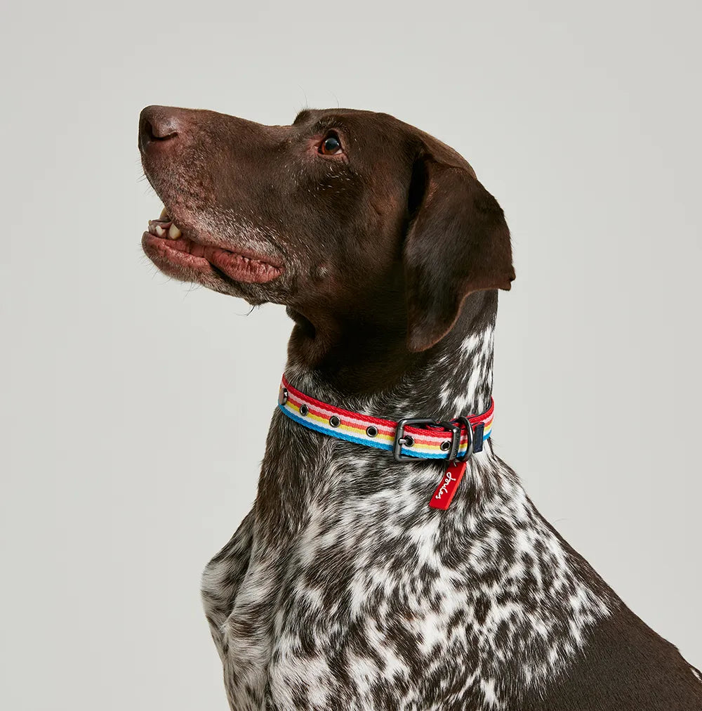 Joules Rainbow Stripe Dog Collar