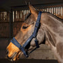 Whitaker San Francisco Headcollar