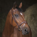 Norton Pro Vague Bridle #colour_havana