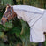Horseware Ireland Amigo Bug Buster Hood #colour_silver-titanium-grey-ailver