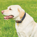 Weatherbeeta Leather Plaited Dog Collar #colour_brown-navy