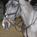 Whitaker Ready To Ride Martingale #colour_black