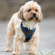 Shires Digby & Fox Tweed Dog Harness #colour_navy