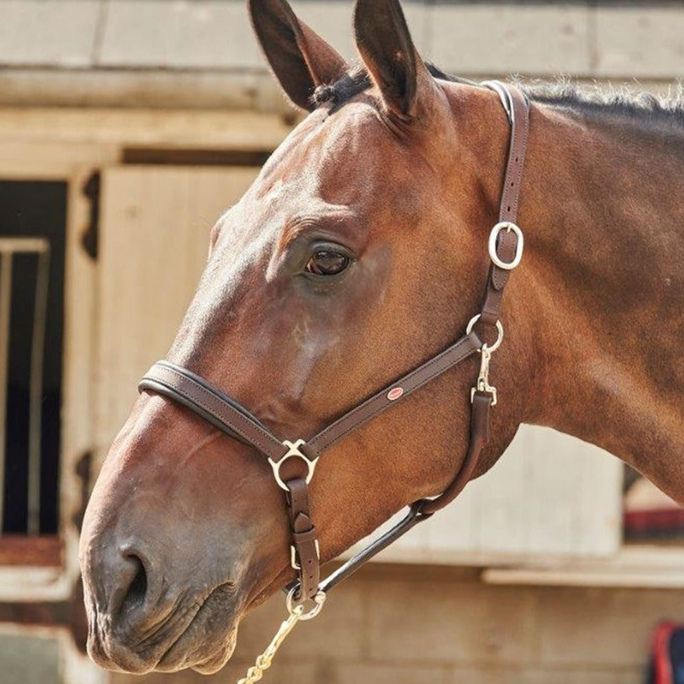 Whitaker Ready To Ride Leather Headcollar #colour_havana