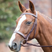 Shires Avignon Hunter Cavesson Bridle #colour_havana
